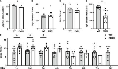 Altered GnRH neuron and ovarian innervation characterize reproductive dysfunction linked to the Fragile X messenger ribonucleoprotein (Fmr1) gene mutation